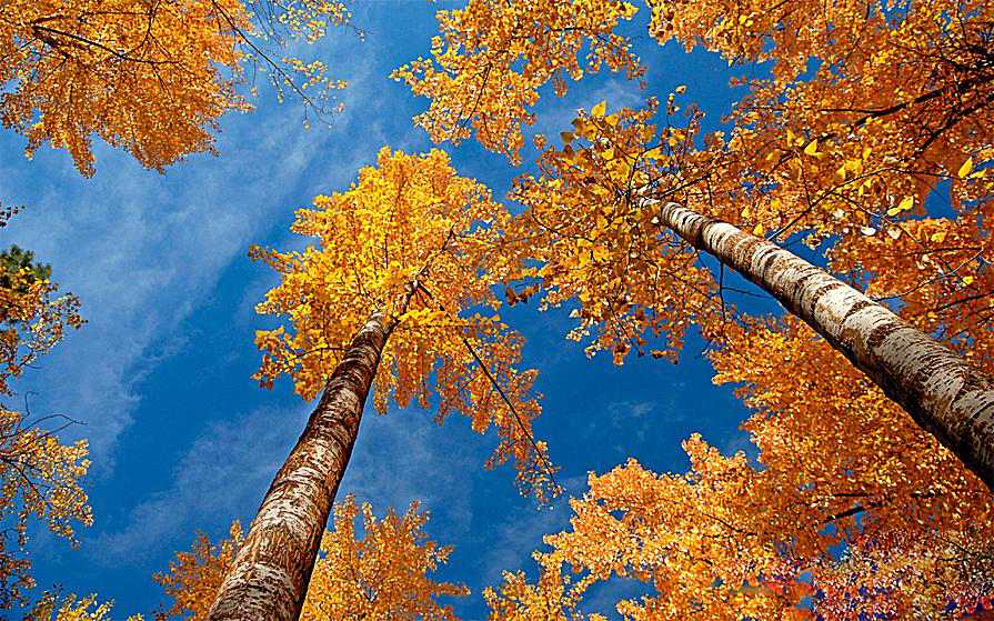 rustytrees-579bedc53df78c3276907e59